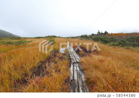 毛無岱木道 58544380