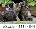 子猫 58544644
