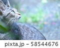 猫 58544676