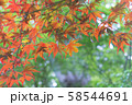 紅葉 58544691