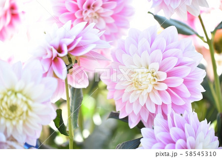 ダリア 花 ダリア 花 58545310