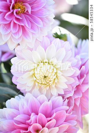 ダリア　花 58545334