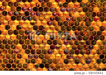 Background texture and pattern of a section of wax honeycomb from a bee hive filled with golden 58545641