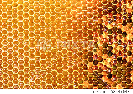 Background texture and pattern of a section of wax honeycomb from a bee hive filled with golden 58545643