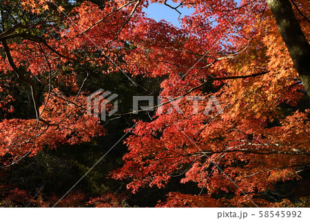 紅葉 58545992
