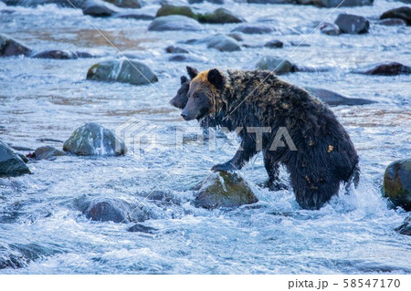 知床のヒグマ 58547170