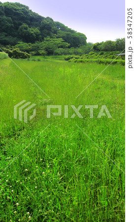 太宰府(太宰府政庁跡) 58547205