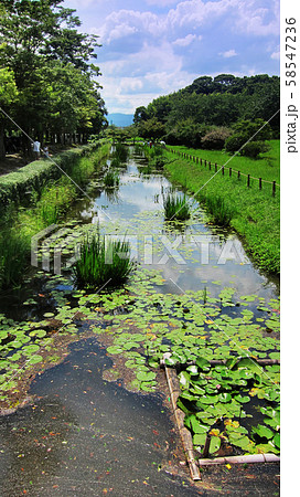 太宰府(太宰府政庁跡) 58547236