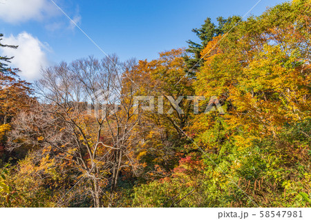 秋の十和田八幡平国立公園 八幡平 蒸ノ湯 秋の十和田八幡平国立公園 八幡平 蒸ノ湯 58547981
