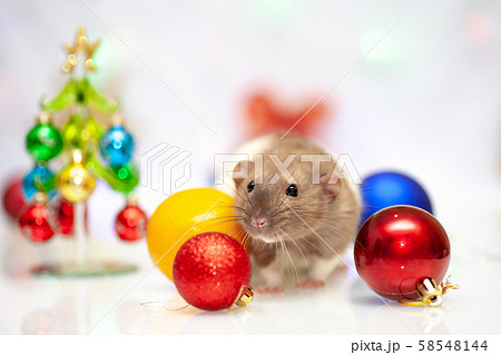Rat sitting at colorful christmas decorations 58548144