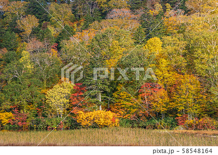 秋の十和田八幡平国立公園　八幡平　蒸ノ湯　長沼 58548164