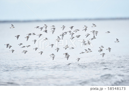 石狩浜のトウネンの群れ(北海道) 石狩浜のトウネンの群れ(北海道) 58548173