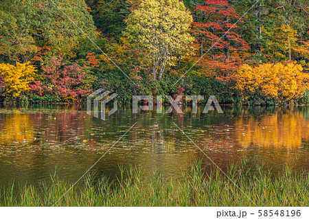 秋の十和田八幡平国立公園　八幡平　蒸ノ湯　長沼 58548196