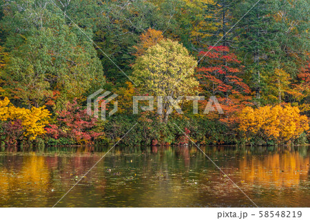 秋の十和田八幡平国立公園 八幡平 蒸ノ湯 長沼 秋の十和田八幡平国立公園 八幡平 蒸ノ湯 長沼 58548219