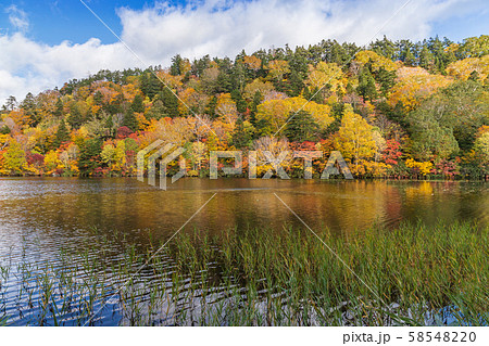 秋の十和田八幡平国立公園 八幡平 蒸ノ湯 長沼 秋の十和田八幡平国立公園 八幡平 蒸ノ湯 長沼 58548220