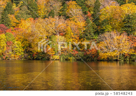 秋の十和田八幡平国立公園　八幡平　蒸ノ湯　長沼 58548243
