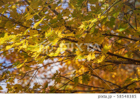 秋の十和田八幡平国立公園　八幡平　蒸ノ湯温泉　長沼 58548385