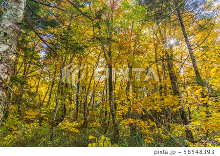 秋の十和田八幡平国立公園 八幡平 蒸ノ湯温泉 長沼 秋の十和田八幡平国立公園 八幡平 蒸ノ湯温泉 長沼 58548393