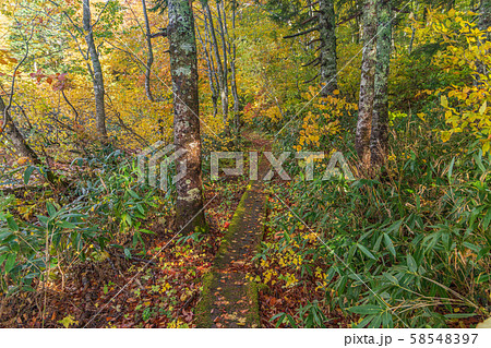 秋の十和田八幡平国立公園　八幡平　蒸ノ湯温泉　長沼 58548397