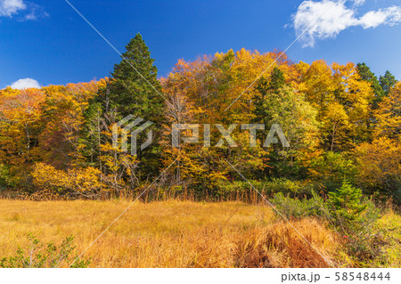 秋の十和田八幡平国立公園　八幡平　蒸ノ湯温泉　長沼 58548444
