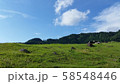 夏の牧場 58548446