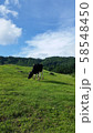夏の牧場 58548450