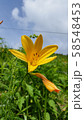 ニッコウキスゲ 58548453