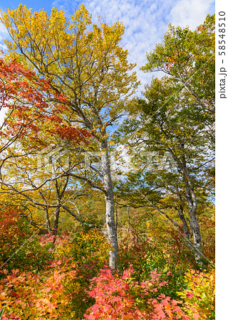 八幡平大沼の紅葉 58548510