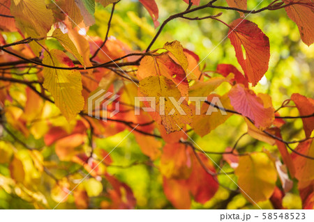秋の十和田八幡平国立公園 八幡平 蒸ノ湯温泉 長沼 秋の十和田八幡平国立公園 八幡平 蒸ノ湯温泉 長沼 58548523