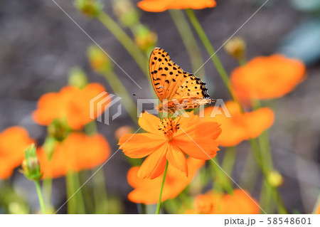 ツマグロヒョウモン 58548601