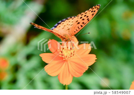 ツマグロヒョウモン 58549007