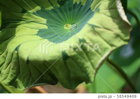 蓮の花（花はす公園、南越前町、福井県） 58549409