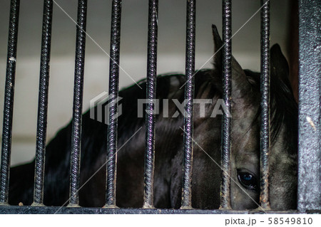 Head of horse looking over the stable doors. 58549810