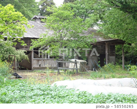 牛小屋の廃墟 58550265