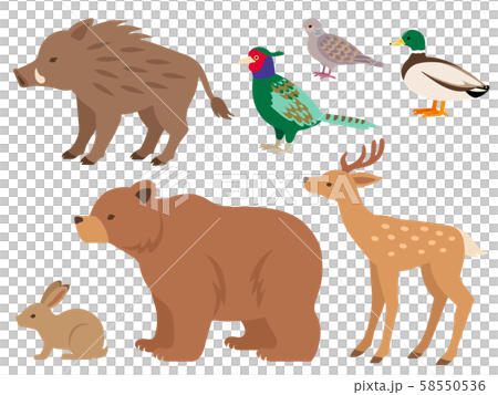 狩猟鳥獣の全身イラストセット 狩猟鳥獣の全身イラストセット 58550536