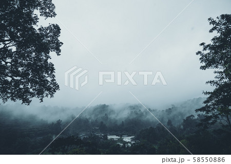 In the mist and rain forest, darkness In the mist and rain forest, darkness 58550886