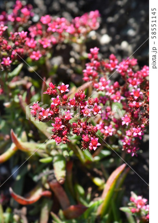 Red-flowering crassula Red-flowering crassula 58551145