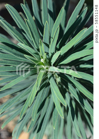 Wulfens spurge 58551148