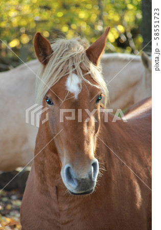 Portrait of a young horse. 58551723