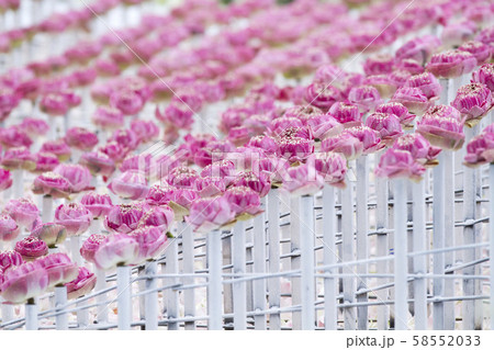 Pink lotus flowers arrangement Pink lotus flowers arrangement 58552033