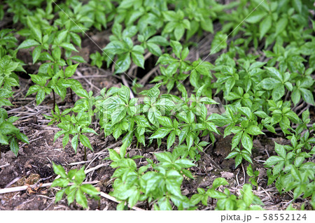 谷 緑 大屯 58552124