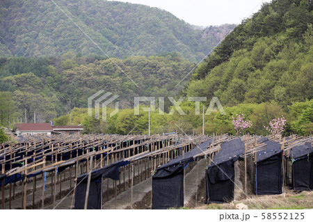 谷 緑 大屯 58552125