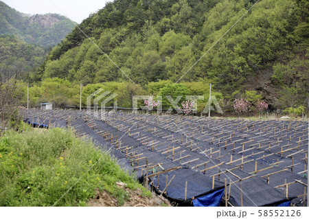 谷 緑 大屯 58552126