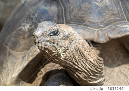 Seychelles giant turtle close up 58552494