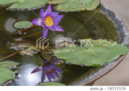 purple water lily reflection purple water lily reflection 58552526