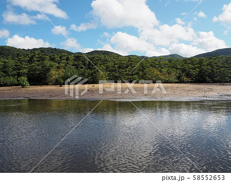 西表島の仲間川のマングローブ林 58552653