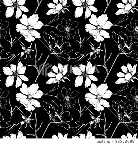 Vector Cosmos floral botanical flowers. Black and white engraved ink art. Seamless background Vector Cosmos floral botanical flowers. Black and white engraved ink art. Seamless background 58553099
