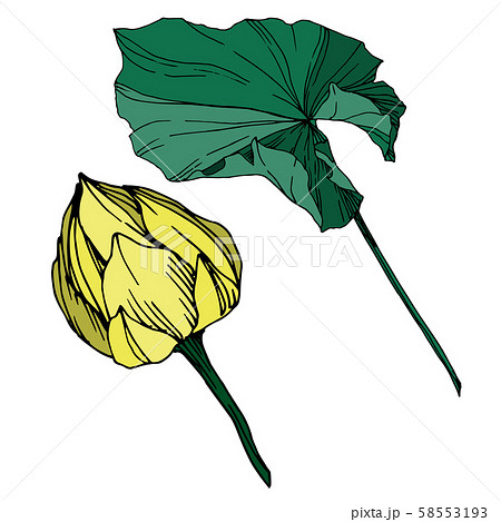 Vector Lotus floral botanical flower. Black and white engraved ink art. Isolated lotus illustration 58553193