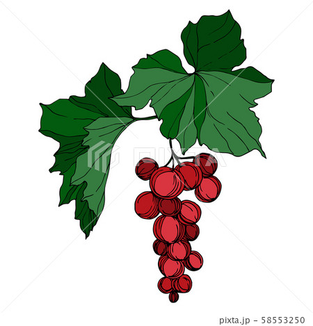 Vector Grape berry healthy food. Black and white engraved ink art. Isolated grape illustration 58553250
