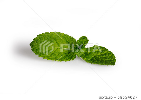Fresh mint leaves Fresh mint leaves 58554027